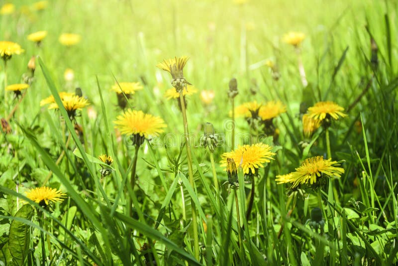 De bloeiende bloemen van de Paardebloem Gebiedsbanner stock afbeelding De bloeiende bloemen van de Paardebloem Gebiedsbanner stock afbeelding