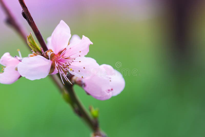 De bloeiende perzikbloem in de lentetijd bekijkt dicht omhoog stock foto De bloeiende perzikbloem in de lentetijd bekijkt dicht omhoog stock foto