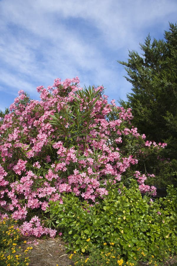 De bloeiende roze struik van de Oleander.