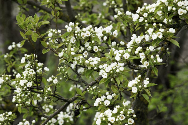 De bloeiende takken van de perenboom in de lente tuinieren, witte bloemen en jong groen gebladerte, achtergrond, achtergrond stock afbeeldingen De bloeiende takken van de perenboom in de lente tuinieren, witte bloemen en jong groen gebladerte, achtergrond, achtergrond stock afbeeldingen