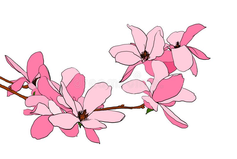 De bloeiillustratie van de magnolia