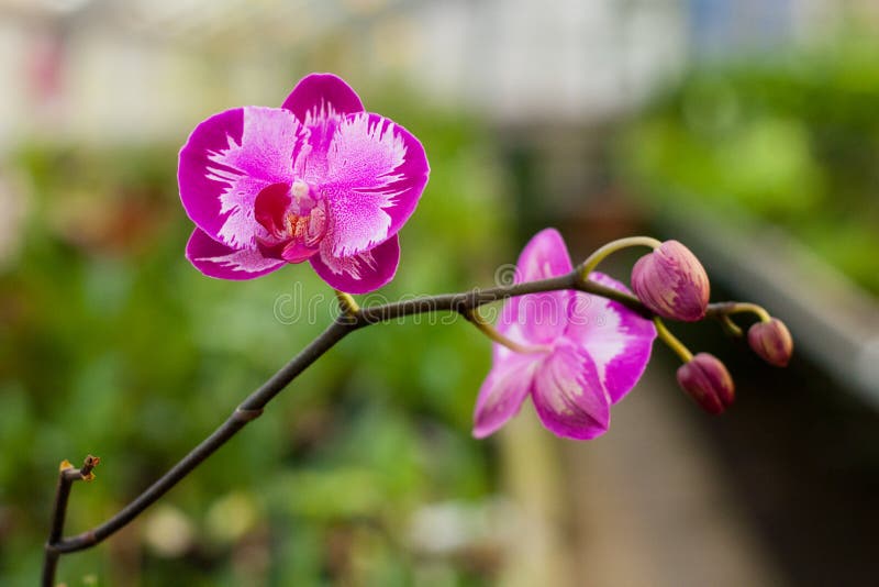 De bloem dichte omhooggaand van de Phalaenopsisorchidee Bloemen achtergrond Selectieve nadruk royalty-vrije stock fotografie De bloem dichte omhooggaand van de Phalaenopsisorchidee Bloemen achtergrond Selectieve nadruk royalty-vrije stock fotografie