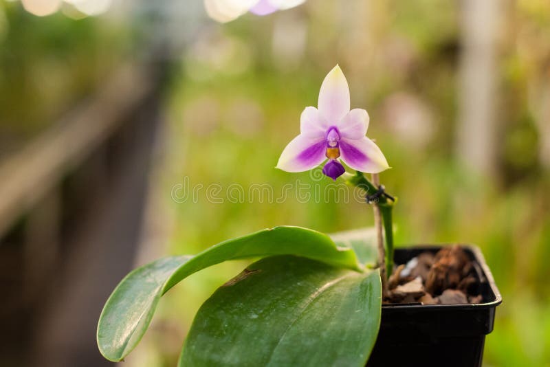 De bloem dichte omhooggaand van de Phalaenopsisorchidee Bloemen achtergrond Selectieve nadruk royalty-vrije stock fotografie De bloem dichte omhooggaand van de Phalaenopsisorchidee Bloemen achtergrond Selectieve nadruk royalty-vrije stock fotografie