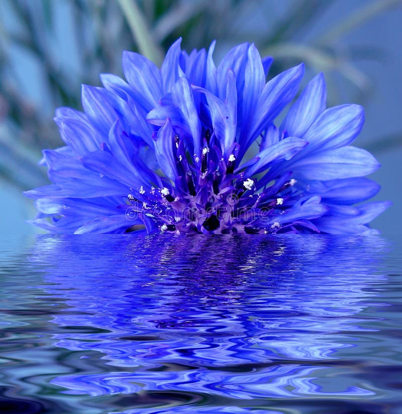 De bloem die in water wordt weerspiegeld