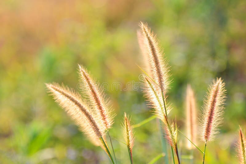 Grasbloem en zonlicht royalty-vrije stock afbeeldingen