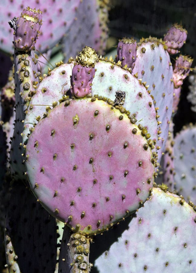 De Bloem van cactussen stock foto De Bloem van cactussen stock foto