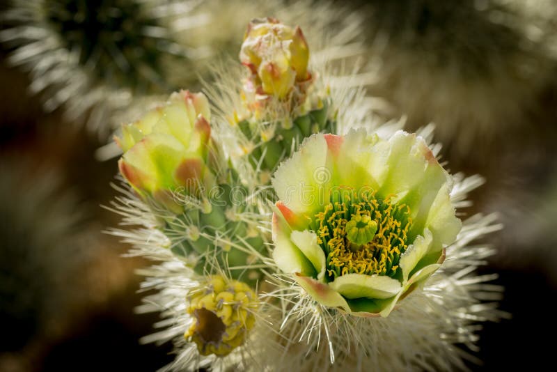De bloem van de Chollacactus royalty-vrije stock afbeelding De bloem van de Chollacactus royalty-vrije stock afbeelding