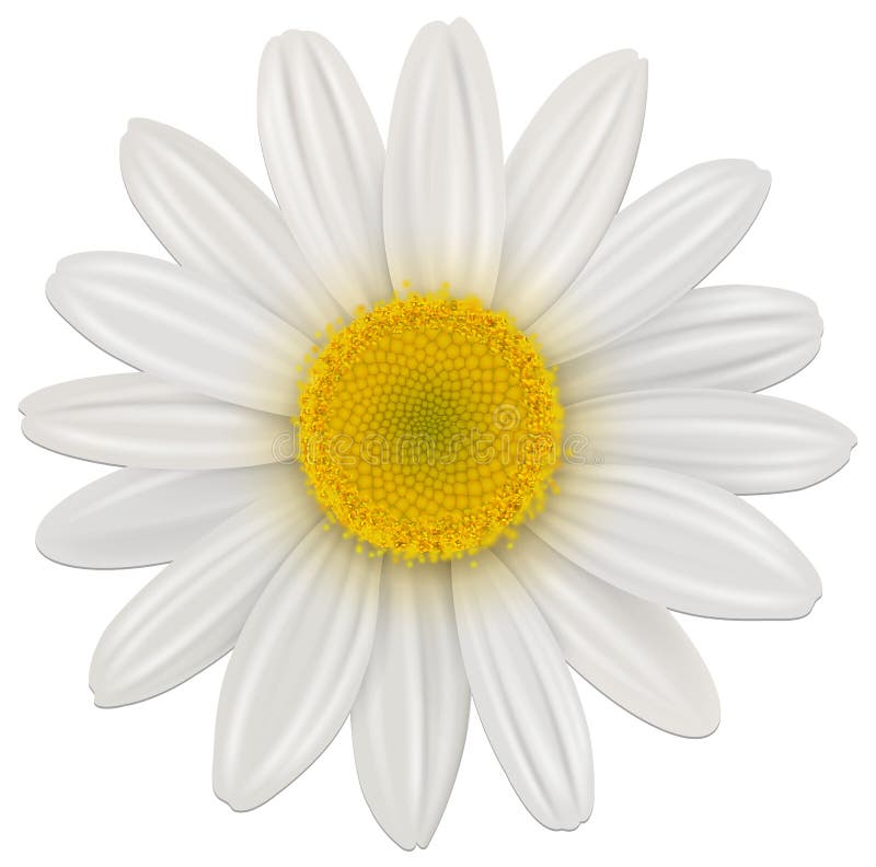 De bloem van Daisy