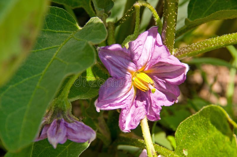 De Bloem van de aubergine stock foto De Bloem van de aubergine stock foto