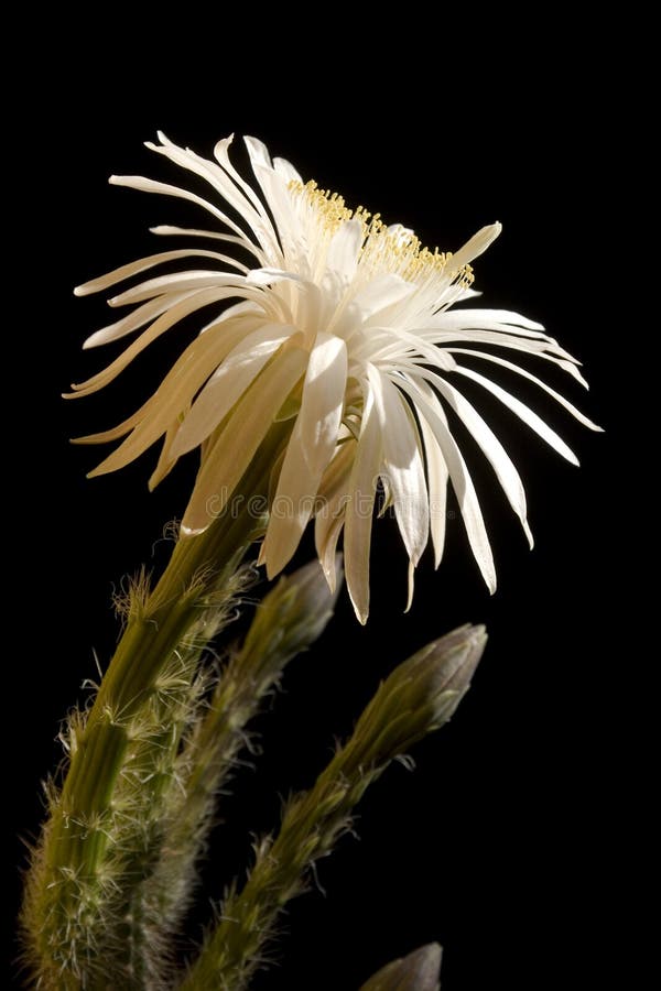 De bloem van de cactus stock foto De bloem van de cactus stock foto