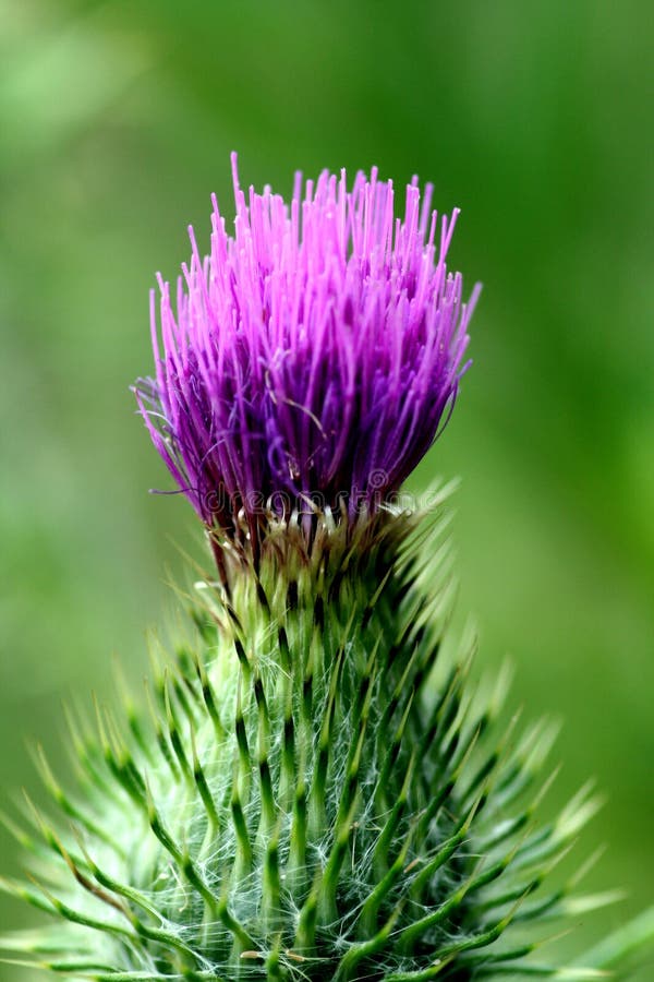 De bloem van de cactus royalty-vrije stock afbeelding De bloem van de cactus royalty-vrije stock afbeelding
