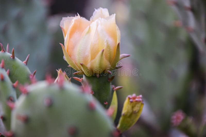 De Bloem van de cactus stock fotografie De Bloem van de cactus stock fotografie