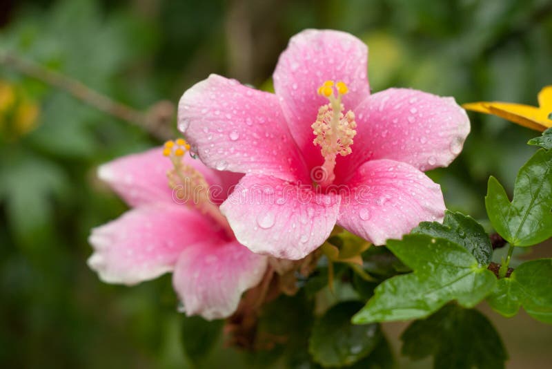 De bloem van de hibiscus royalty-vrije stock foto De bloem van de hibiscus royalty-vrije stock foto