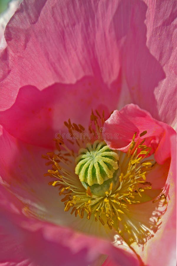 Klaproos stock afbeelding