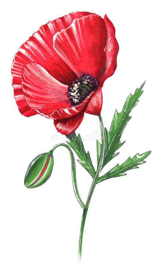 Hand-made illustration of a poppy flower. Hand-made illustration of a poppy flower