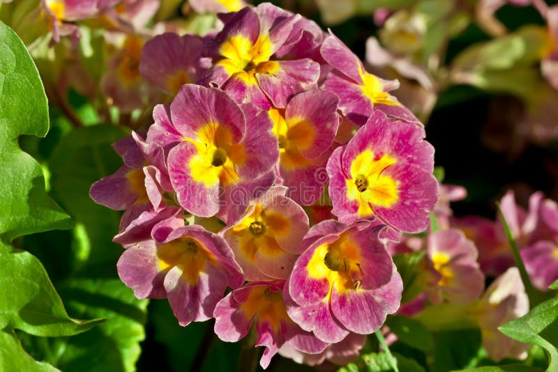 Primula (bloem) stock foto