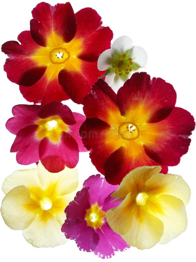 Sleutelbloem stock foto