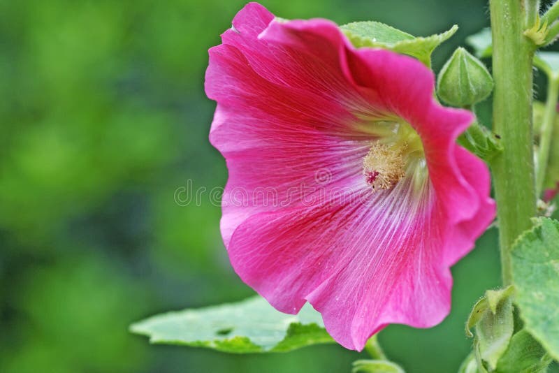 Stokroos stock afbeelding