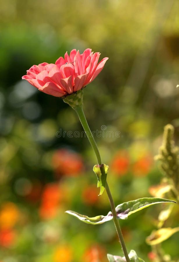 Lente Bloei royalty-vrije stock foto's