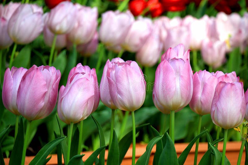 De bloem van de tulp stock fotografie De bloem van de tulp stock fotografie