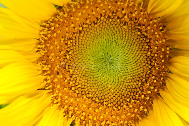 De Bloem van de zon royalty-vrije stock afbeelding De Bloem van de zon royalty-vrije stock afbeelding