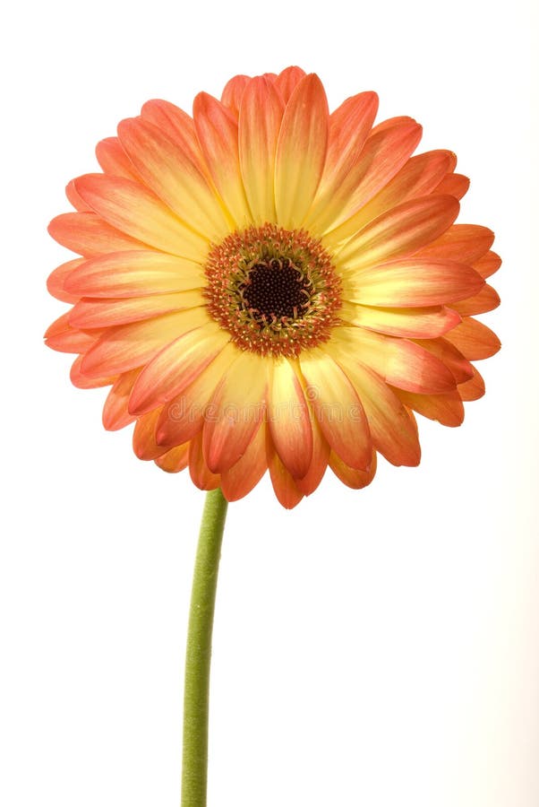 De bloem van de zon stock fotografie De bloem van de zon stock fotografie