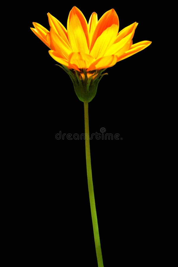 De bloem van de zon royalty-vrije stock afbeeldingen De bloem van de zon royalty-vrije stock afbeeldingen