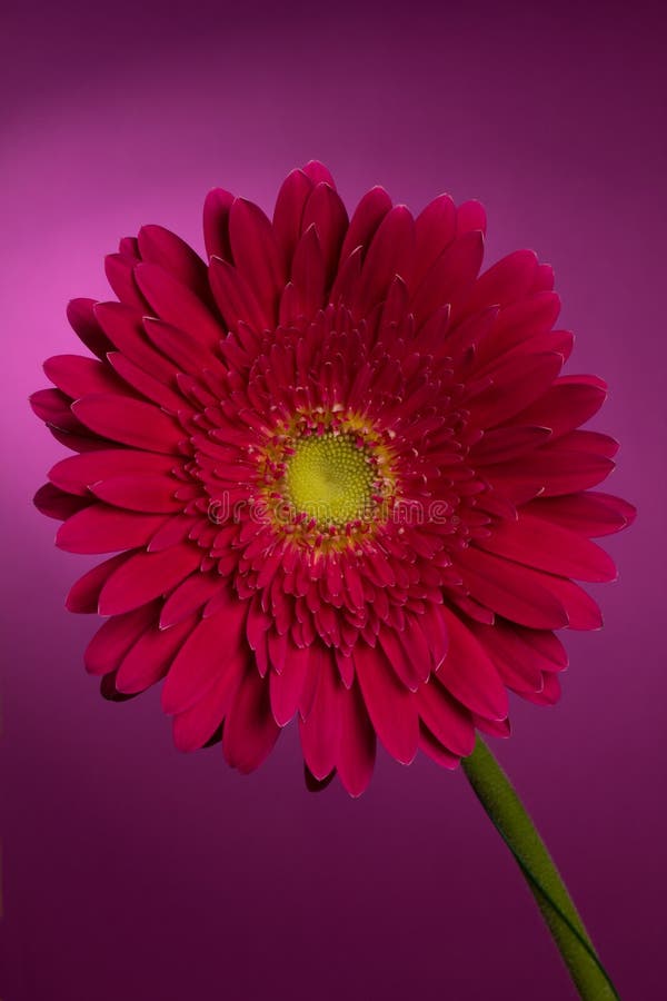 Gerbera flower on magenta background. Gerbera flower on magenta background