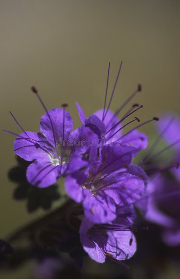 De bloem van het de inkepingsblad van de woestijn in de Vallei van de Dood stock afbeelding De bloem van het de inkepingsblad van de woestijn in de Vallei van de Dood stock afbeelding