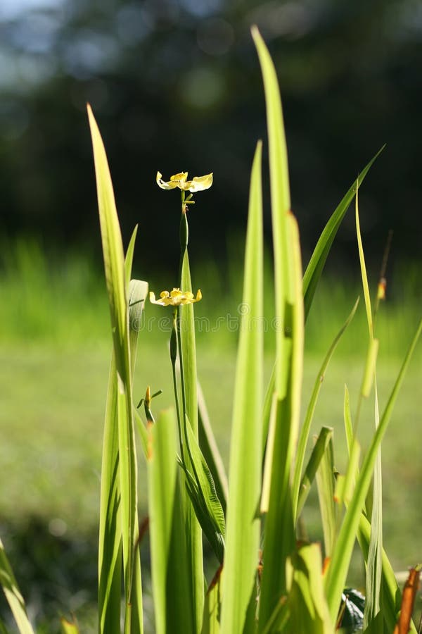 Grasbloem royalty-vrije stock foto's