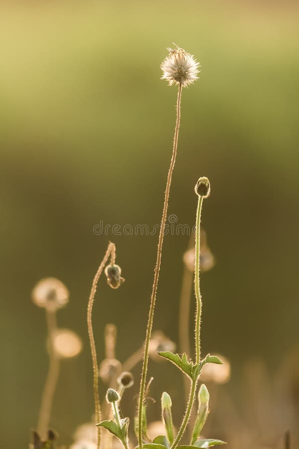Grasbloem royalty-vrije stock afbeeldingen