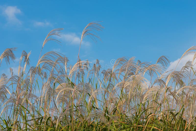 Grasbloem stock afbeeldingen
