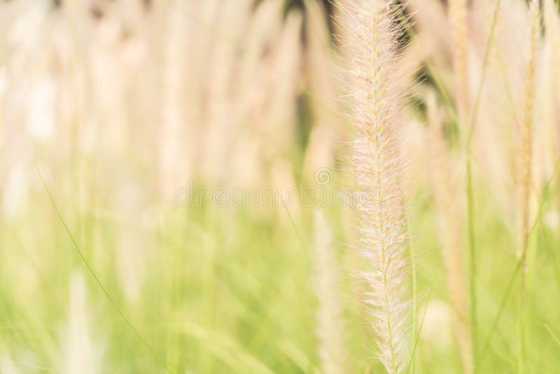 De bloem van het gras stock foto