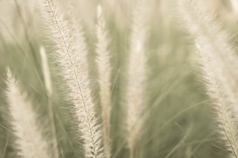 De bloem van het gras royalty-vrije stock foto's