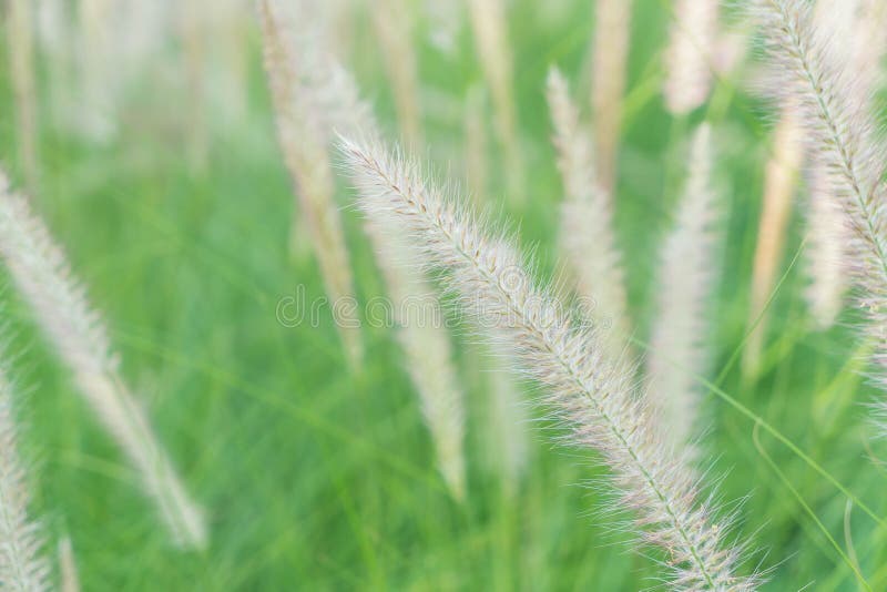 De bloem van het gras royalty-vrije stock foto