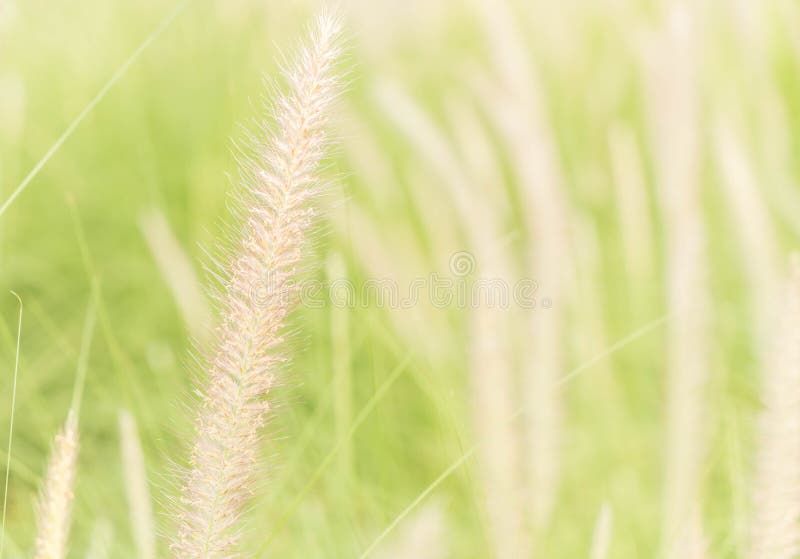 De bloem van het gras royalty-vrije stock afbeeldingen