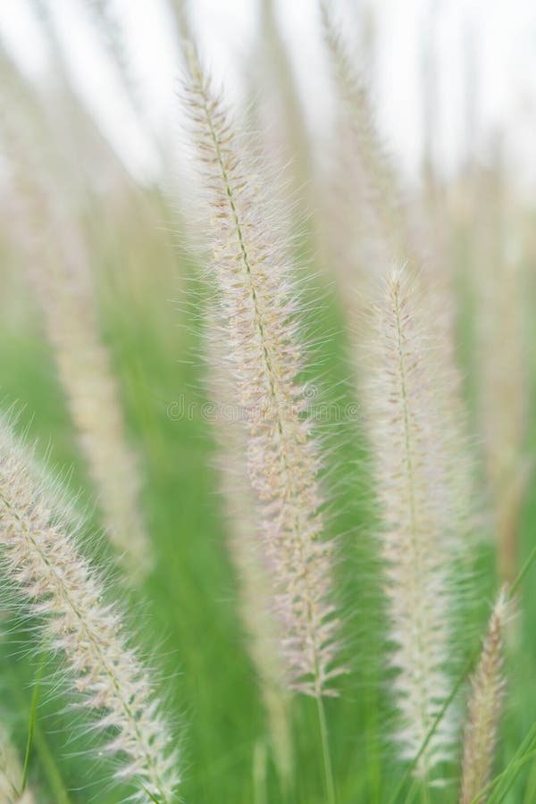 De bloem van het gras stock afbeeldingen