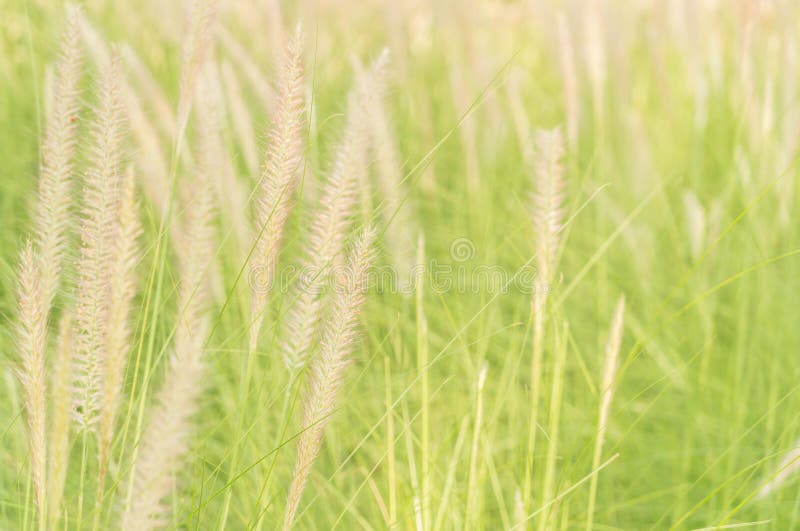 De bloem van het gras royalty-vrije stock fotografie