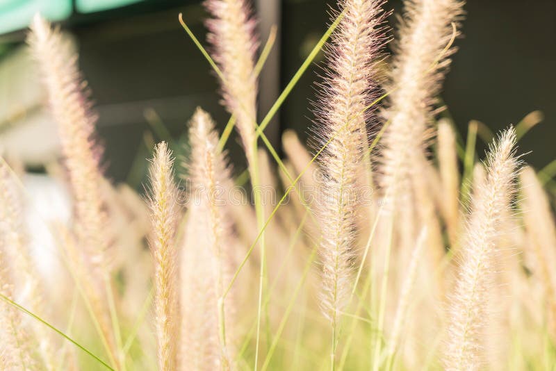 De bloem van het gras royalty-vrije stock foto's