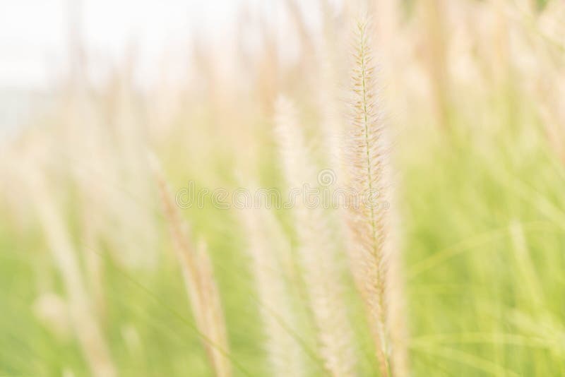 De bloem van het gras royalty-vrije stock foto's