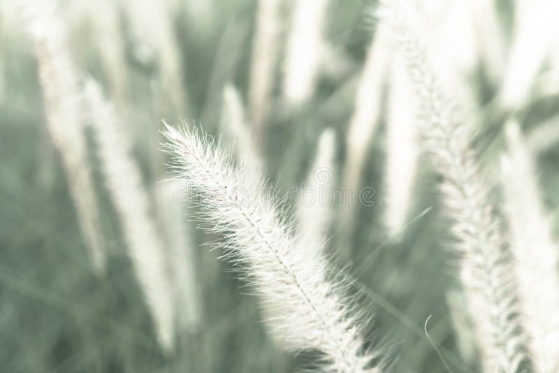 De bloem van het gras royalty-vrije stock fotografie