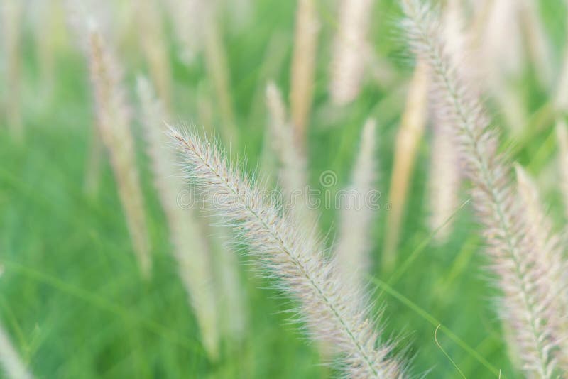De bloem van het gras royalty-vrije stock fotografie