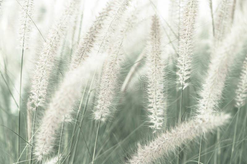 De bloem van het gras stock afbeeldingen