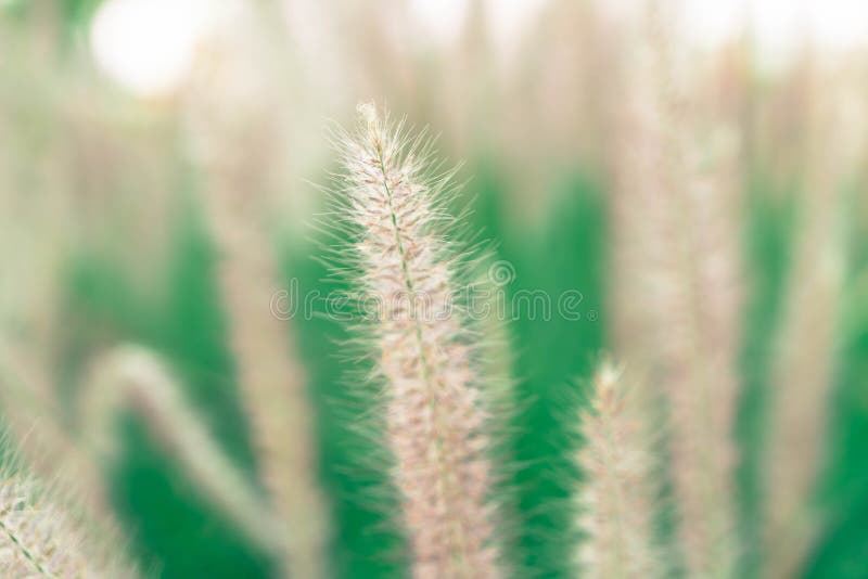 De bloem van het gras stock afbeeldingen