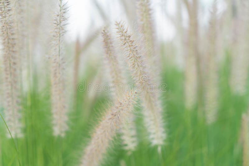 De bloem van het gras stock afbeelding