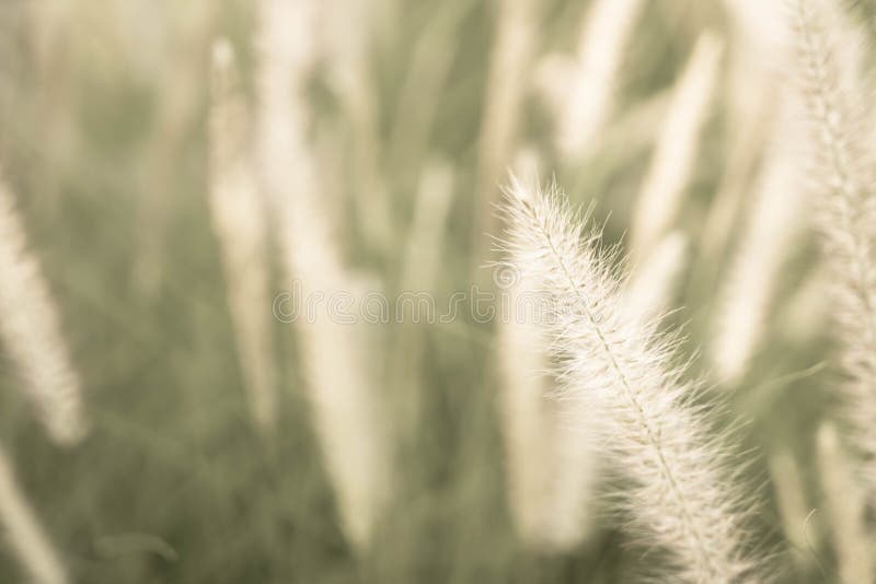 De bloem van het gras royalty-vrije stock foto