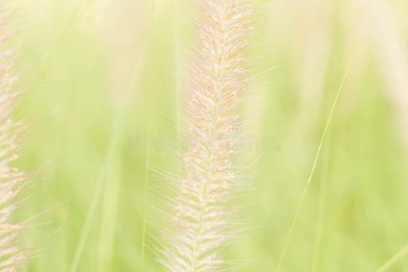 De bloem van het gras royalty-vrije stock foto's