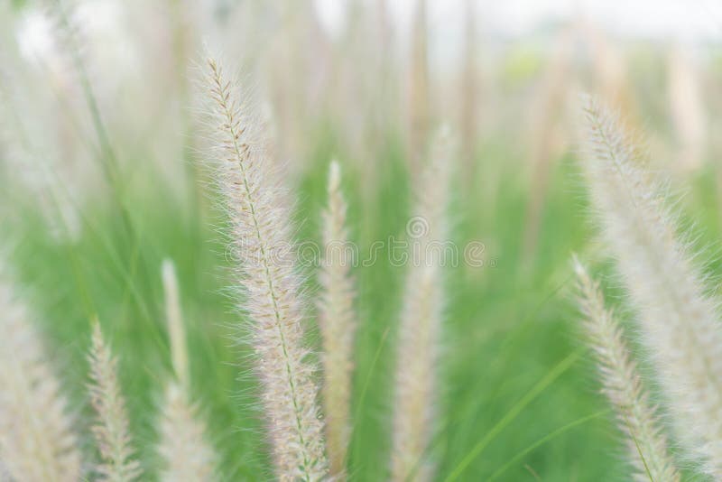 De bloem van het gras stock foto