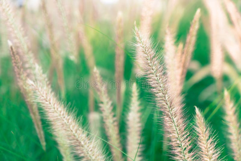 De bloem van het gras royalty-vrije stock afbeeldingen