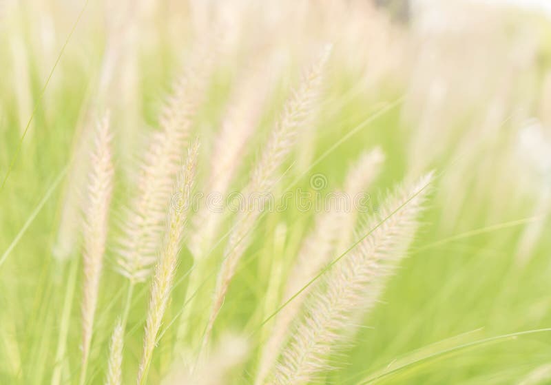 De bloem van het gras stock afbeelding